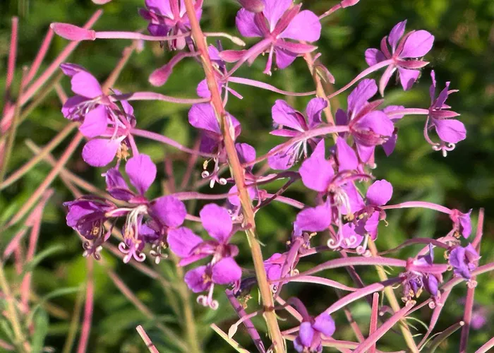 Semesterbostad Tiny-ferienhaeusle Casa Wendy