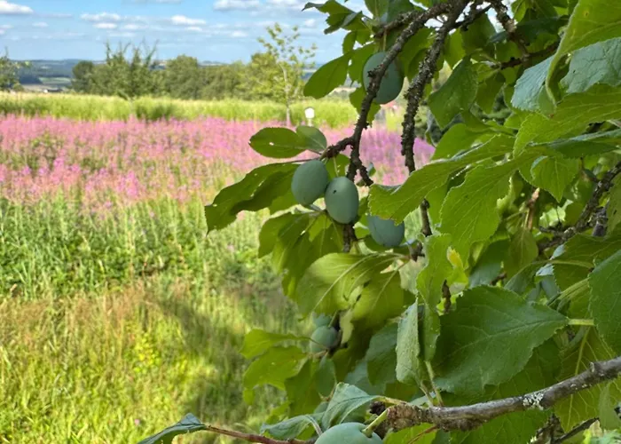 Semesterbostad Tiny-ferienhaeusle Casa Wendy *